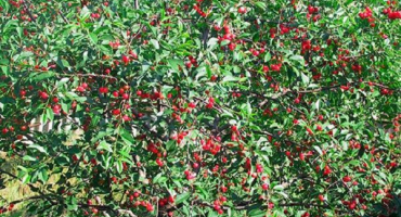 Co lze zasadit vedle třešní na zahradě, kompatibilita s jinými rostlinami a správné sousedství